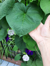 Load image into Gallery viewer, Gloire du matin mixte