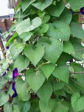 Load image into Gallery viewer, Gloire du matin mixte