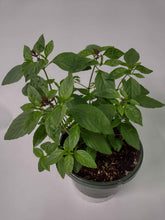 Charger l'image dans la galerie, Basilic thaï