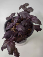 Charger l'image dans la galerie, Basilic pourpre