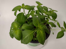 Charger l'image dans la galerie, Basilic citron