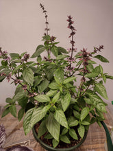 Charger l'image dans la galerie, Basilic thaï