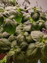 Charger l'image dans la galerie, Basilic citron