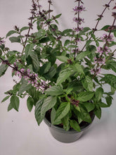 Charger l'image dans la galerie, Basilic thaï