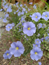 Charger l'image dans la galerie, Lin bleu