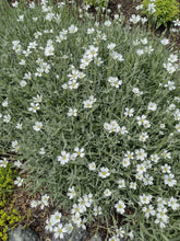 Charger l'image dans la galerie, Neige en été