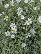 Charger l'image dans la galerie, Neige en été