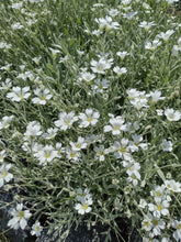 Charger l'image dans la galerie, Neige en été
