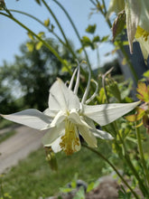 Load image into Gallery viewer, Mixed-color Columbine