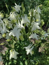 Load image into Gallery viewer, White Columbine