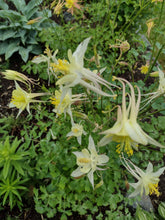 Load image into Gallery viewer, Mixed-color Columbine