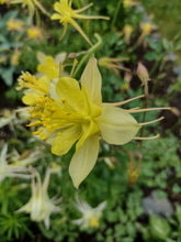 Load image into Gallery viewer, Mixed-color Columbine