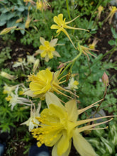Load image into Gallery viewer, Mixed-color Columbine
