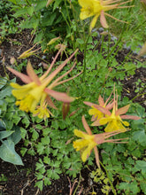 Load image into Gallery viewer, Mixed-color Columbine