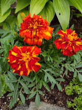 Load image into Gallery viewer, Safari Bolero Red Marigold