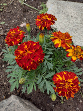 Load image into Gallery viewer, Safari Bolero Red Marigold