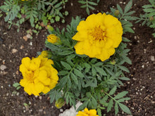 Charger l'image dans la galerie, L'Œillet d'Inde Durango jaune