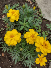 Charger l'image dans la galerie, L'Œillet d'Inde Durango jaune
