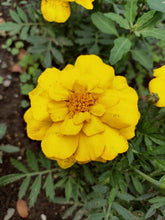 Charger l'image dans la galerie, L'Œillet d'Inde Durango jaune