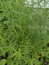 Charger l'image dans la galerie, Estragon