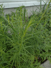 Charger l'image dans la galerie, Estragon