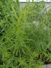 Charger l'image dans la galerie, Estragon