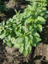 Charger l'image dans la galerie, Basilic citron