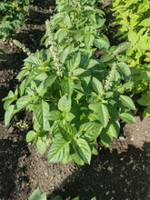 Charger l'image dans la galerie, Basilic citron