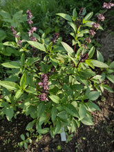 Charger l'image dans la galerie, Basilic thaï