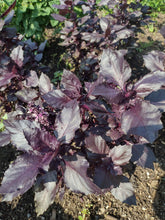 Charger l'image dans la galerie, Basilic pourpre