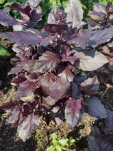 Charger l'image dans la galerie, Basilic pourpre