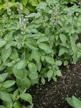 Charger l'image dans la galerie, Basilic citron