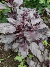 Charger l'image dans la galerie, Basilic pourpre