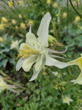Load image into Gallery viewer, Mixed-color Columbine