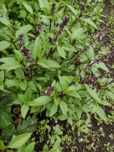 Charger l'image dans la galerie, Basilic thaï