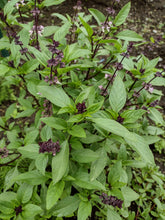Charger l'image dans la galerie, Basilic thaï