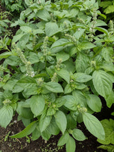 Charger l'image dans la galerie, Basilic citron