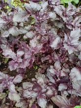 Charger l'image dans la galerie, Basilic pourpre