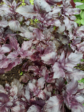 Charger l'image dans la galerie, Basilic pourpre