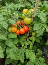 Charger l'image dans la galerie, Tomate Micro-naine Bonsaï