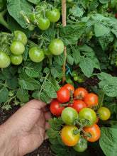 Charger l'image dans la galerie, Tomate Micro-naine Bonsaï
