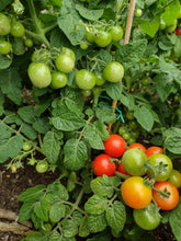 Charger l'image dans la galerie, Tomate Micro-naine Bonsaï