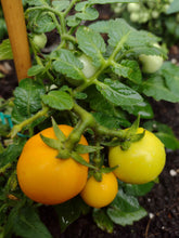 Charger l'image dans la galerie, Tomate Micro-naine Tom Gold