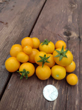 Charger l'image dans la galerie, Tomate Micro-naine Tom Gold
