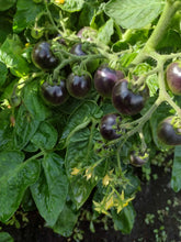 Charger l'image dans la galerie, Tomate Micro-naine Tartufo