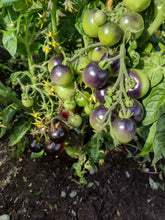 Charger l'image dans la galerie, Tomate Micro-naine Tartufo