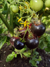 Charger l'image dans la galerie, Tomate Micro-naine Tartufo