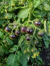 Charger l'image dans la galerie, Tomate Micro-naine Tartufo