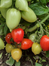 Charger l'image dans la galerie, Tomate Micro-naine Heartbraker