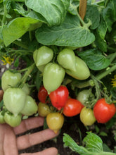 Charger l'image dans la galerie, Tomate Micro-naine Heartbraker